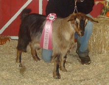 Bells Goats Annie